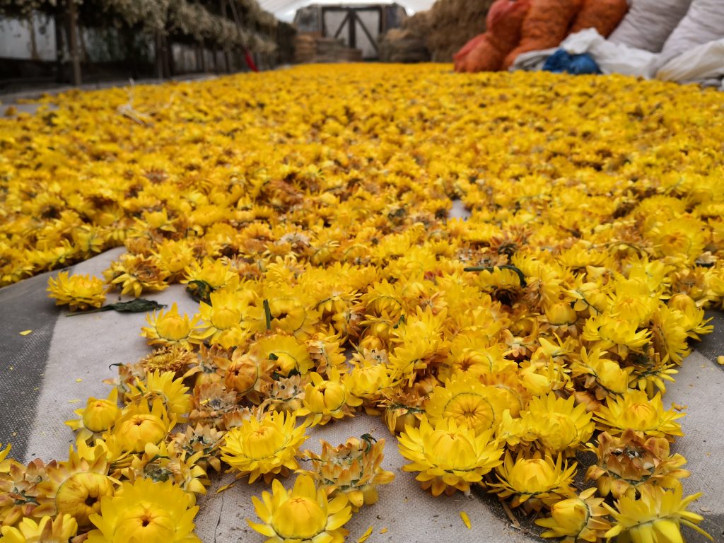 Wielkanocna palma z łąk Lubelszczyzny – ręczne wykonanie
